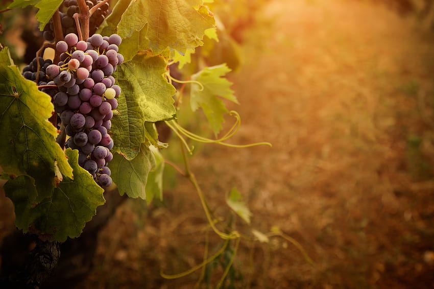 Wine Grapes, vines HD wallpaper