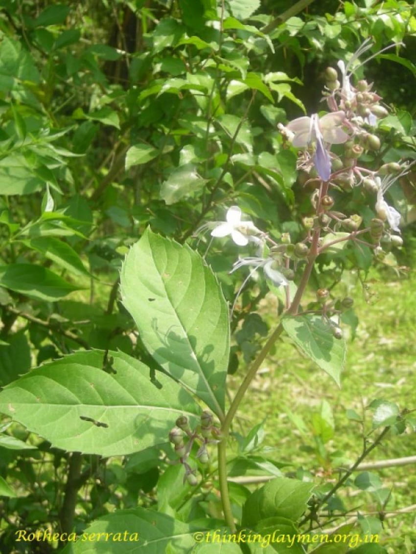 薬用植物の詳細、rotheca serrata HD電話の壁紙