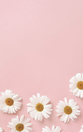 Pinky Daisy Wallpaper  iPhone Android  Desktop Backgrounds