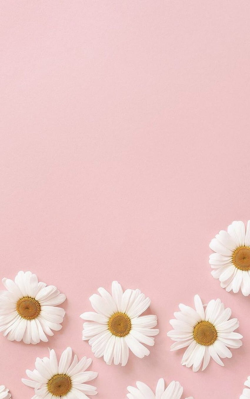 stokrotki minimalistyczne pastelowe różowe estetyczne tła tumblr, minimalistyczne pastelowe iphone Tapeta na telefon HD