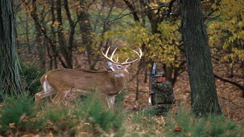 Bow hunter s'appuyant sur le cerf de Virginie buck, la chasse Fond d'écran HD