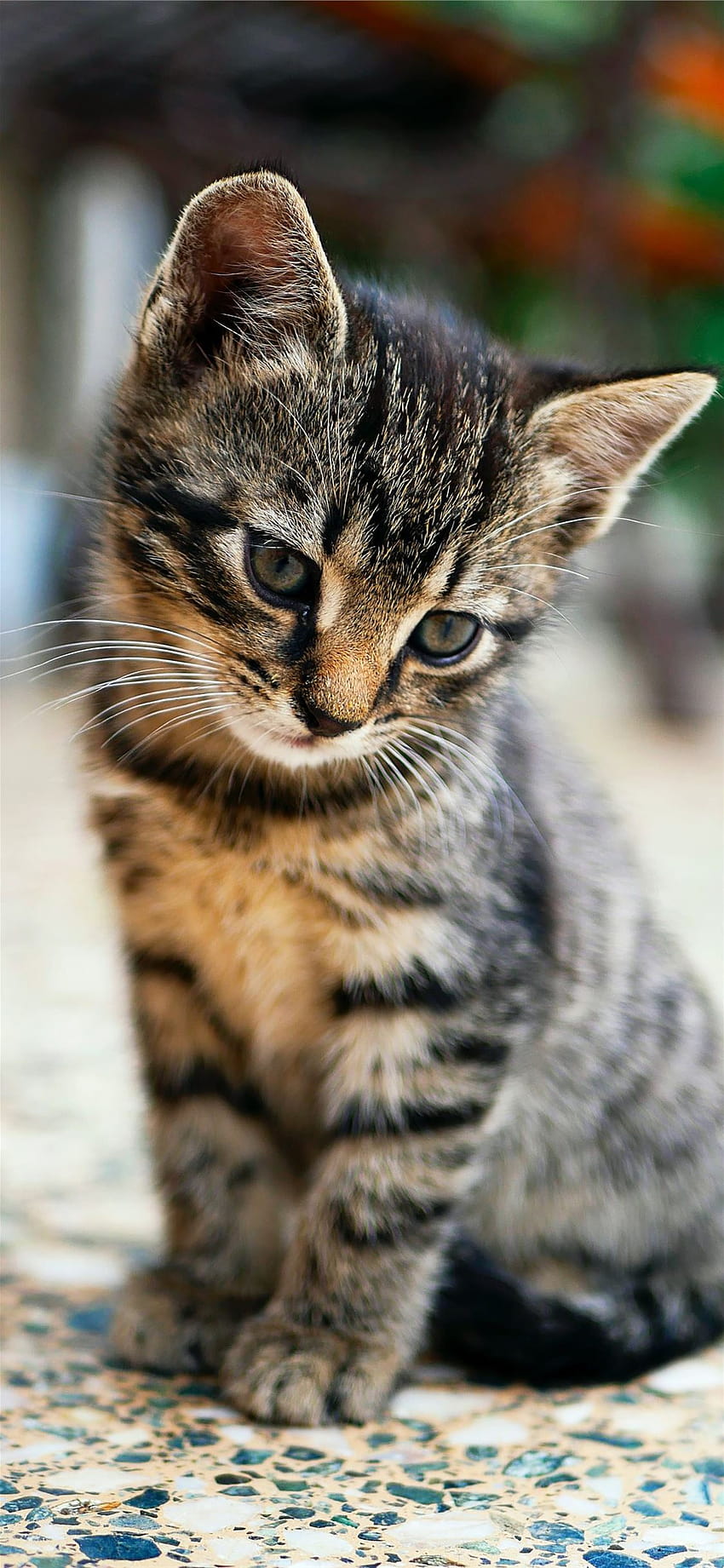 braunes Tabby-Kätzchen, das auf dem Boden sitzt iPhone 11, braune Katze HD-Handy-Hintergrundbild