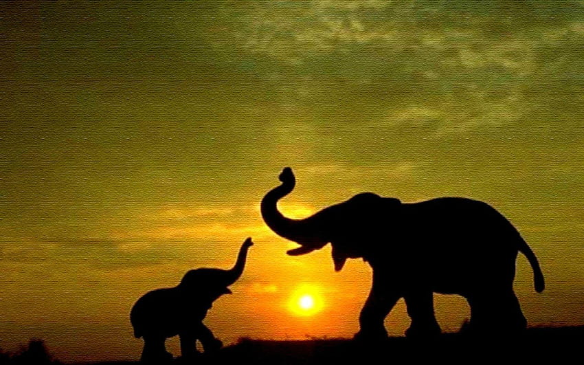baby elephant, indian elephant HD wallpaper