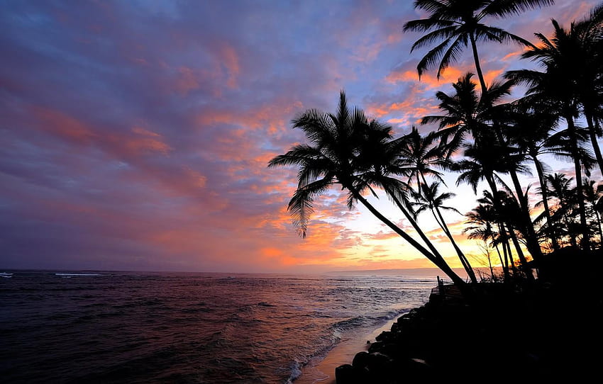 the sky, palm trees, the ocean, dawn, morning, Hawaii, ocean dawn HD wallpaper