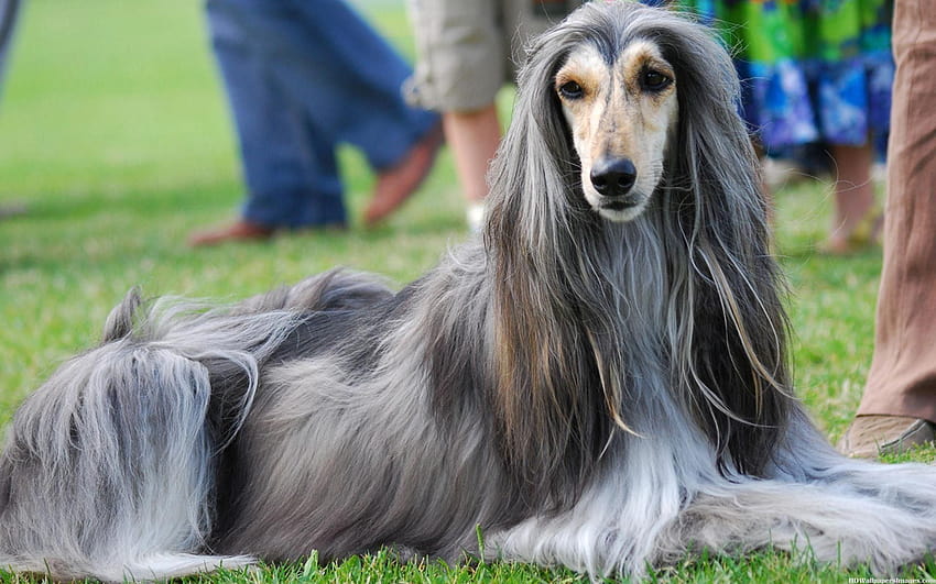 Afghan Hound: History, Facts, Personality, Temperament, & Care HD wallpaper