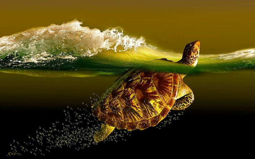 Best 4 Turtle Backgrounds for Computer on Hip, funny turtle HD wallpaper