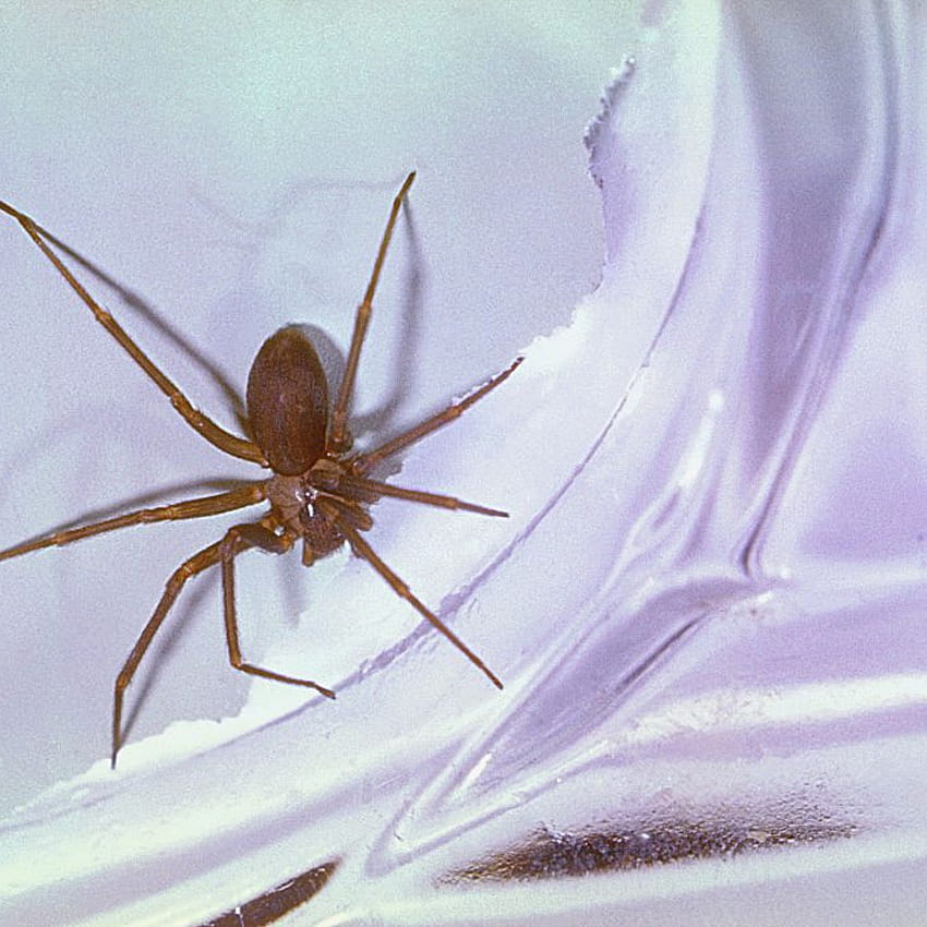 Brown Recluse Spider Bites Man in His Sleep Causing Him to Almost Lose an Arm HD phone wallpaper