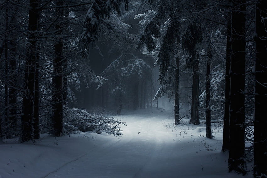 Dark Winter Forest, black and white winter forest HD wallpaper