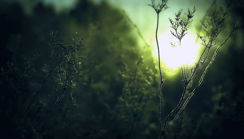 Green nature winter sun sunlight, blur nature winter HD wallpaper | Pxfuel