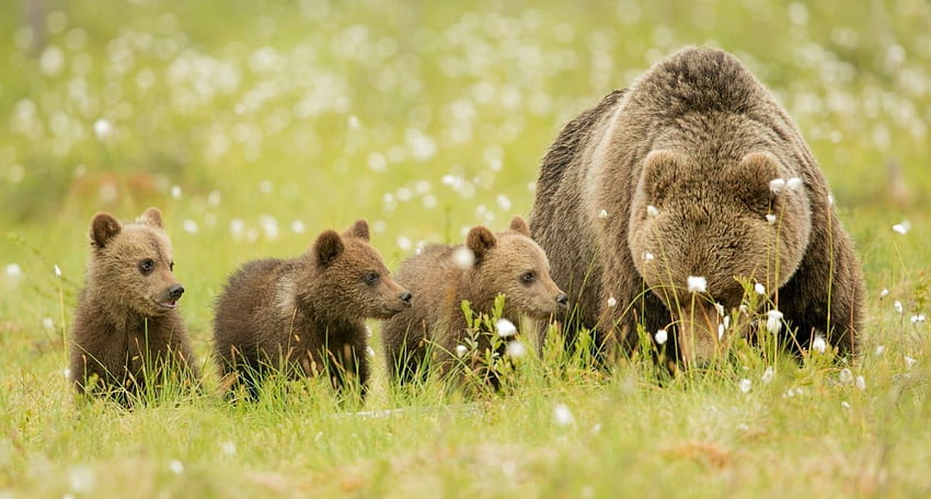 Bears bear cubs family mom kids HD wallpaper