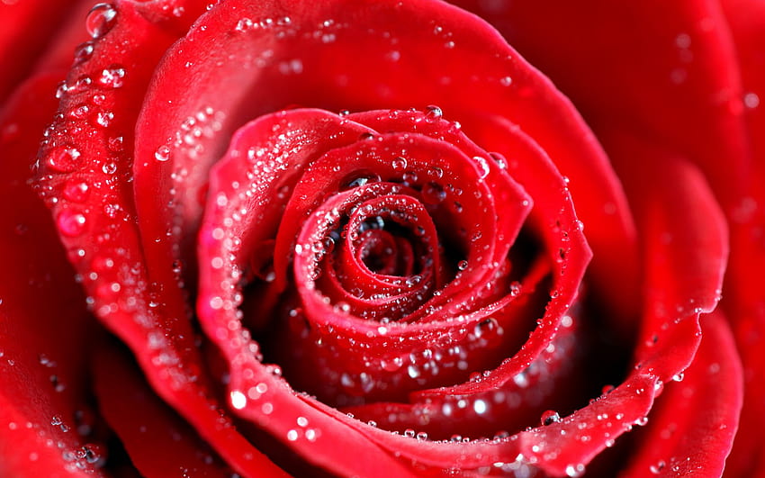 赤いバラの水滴、ローズウォーター 高画質の壁紙