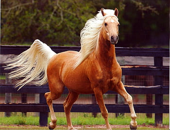 palomino arabian horse