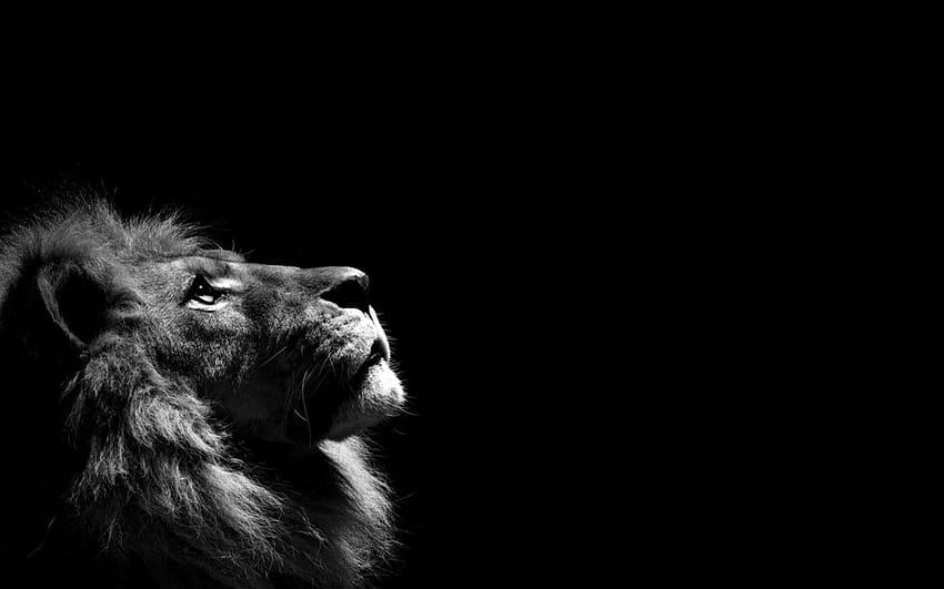 Löwe, der oben in den dunklen Hintergründen schaut und Löwen schwarz HD-Hintergrundbild