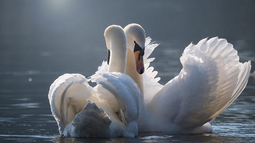 branco, par de cisnes, pássaros, fundo, 31e7b7, pássaro cisne papel de parede HD