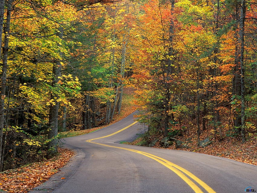 Curvy Autumn Road Forest HD wallpaper