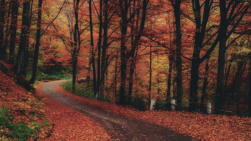 Fall Aesthetic, beige autumn aesthetic HD wallpaper | Pxfuel