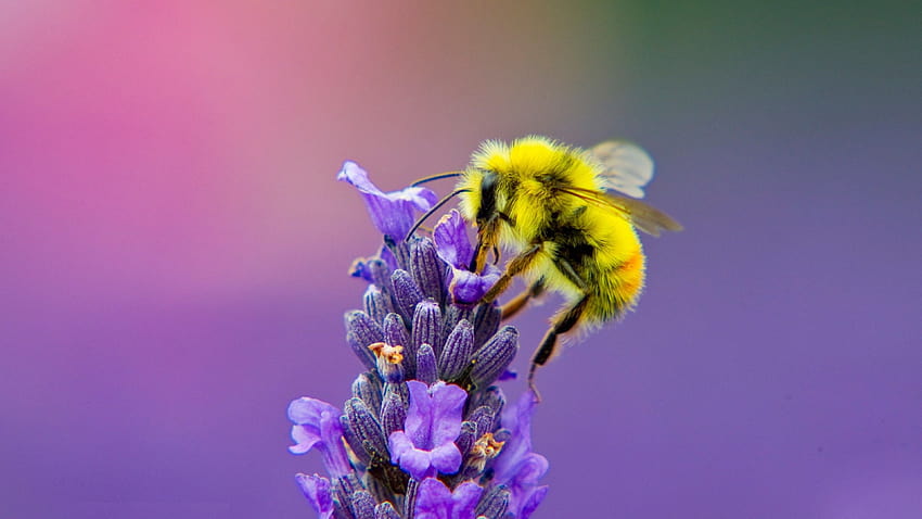 Gelbe Honigbiene auf Lavendel HD-Hintergrundbild