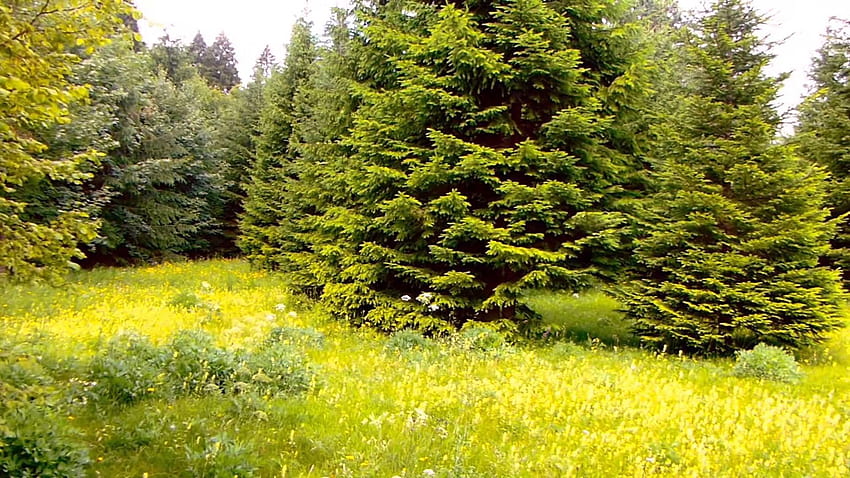 arboles plant, forest, naturaleza, landscape, Beautiful Nature, bosque HD wallpaper