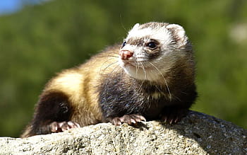 Ferret Dubbed 'Rarest Mammal In North America' Found In Garage, Re ...