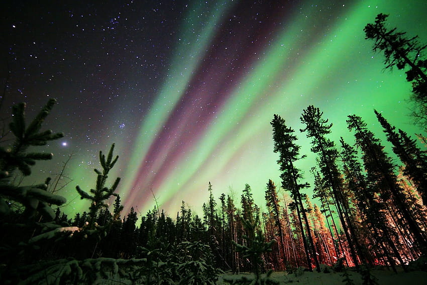 northern lights, aurora borealis, forest, night, stars, good night forest HD wallpaper