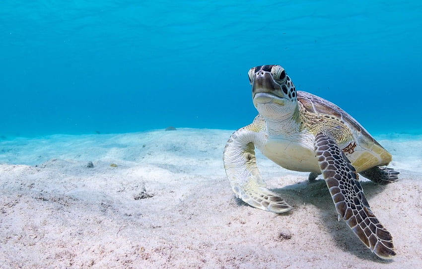 Sea Water Background Blue Turtle Turtles In The Ocean Hd Wallpaper Pxfuel