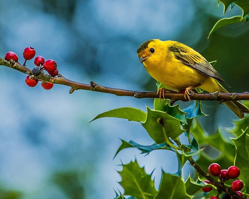 Küçük Sarı Kuş Ötleğenleri : 13, sevimli küçük kuş HD duvar kağıdı