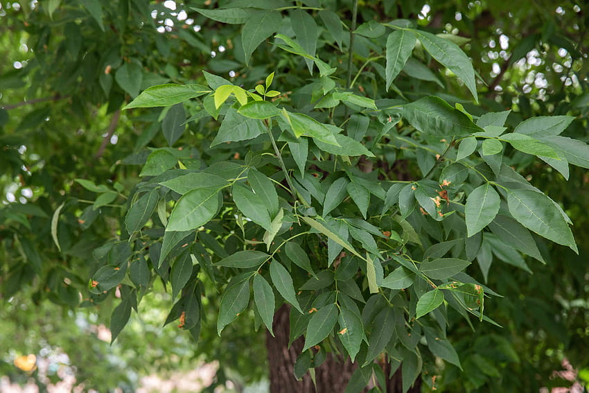 13 Species of Ash Trees, mexican ash tree HD wallpaper | Pxfuel