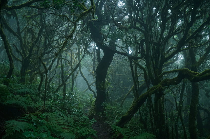 Grüne Natur, grüner Wald, dunkler Wald, tiefer Wald, dicker Wald [3840 x 2160] für Ihr Handy und Tablet, grüner Dschungel HD-Hintergrundbild