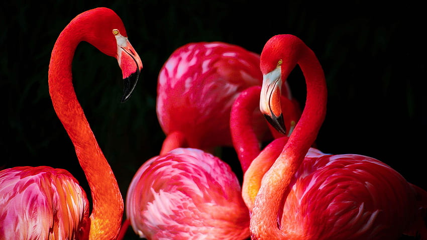 Flamingos, flamingo bird HD wallpaper | Pxfuel