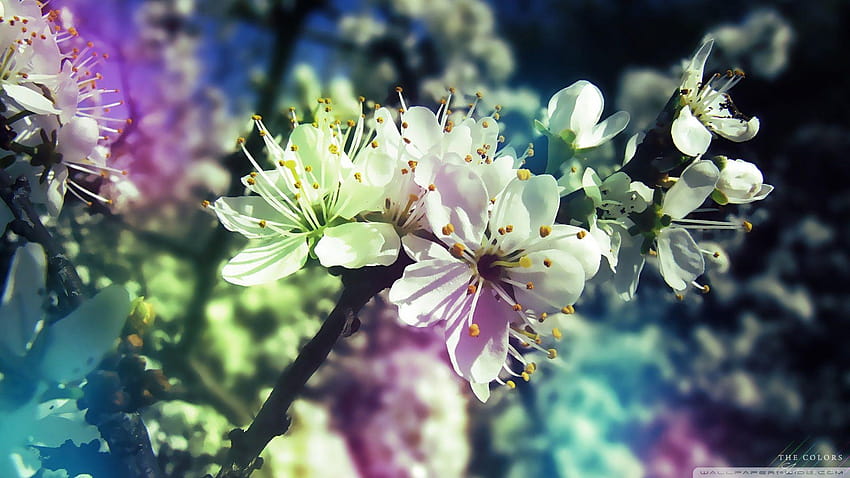 Colorful Spring ❤ for Ultra TV • Wide HD wallpaper