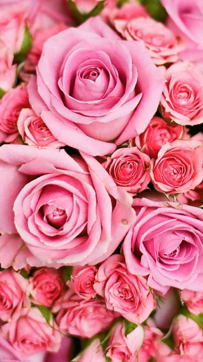 Pink rose iphone HD phone wallpaper | Pxfuel