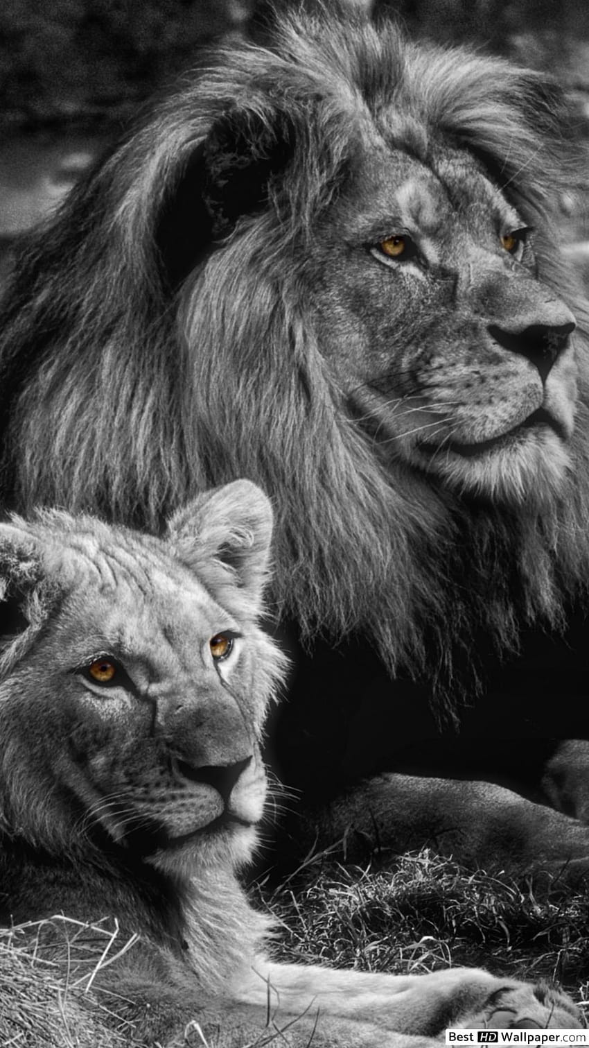 Männlicher und weiblicher Löwe, weibliche Löwen HD-Handy-Hintergrundbild
