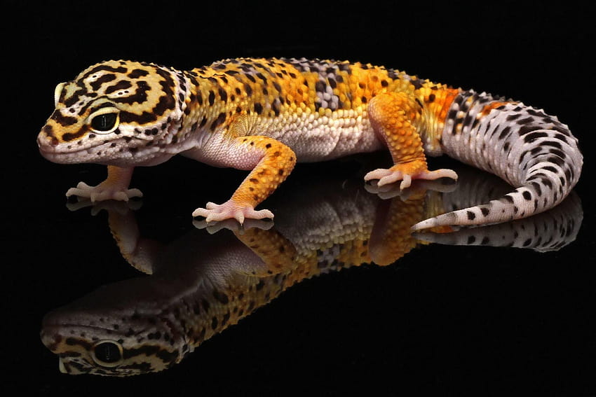 1920x1280px Leopard Gecko, lagartixa leopardo papel de parede HD