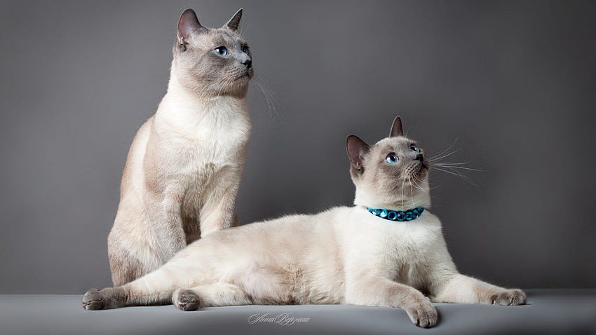 45 Adorable Siamese Cat in 2020, siamese cats HD wallpaper