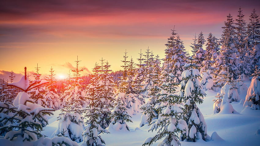 Pines, , snow, sunset, winter, Nature, horizontal winter HD wallpaper