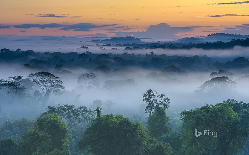 Amazon Rainforest, Brazil, rainforest fog HD wallpaper