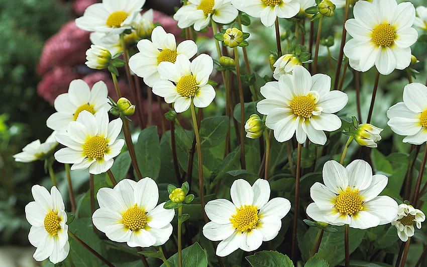 Бяла Далия Bambino Цветни градински растения Бели венчелистчета Жълто, бяло и зелено ултра HD тапет