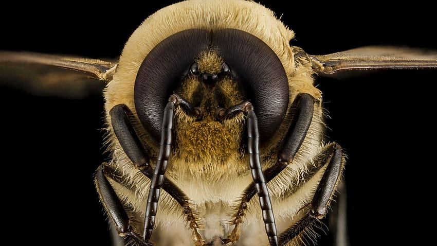Bee, wasps, bumblebee, macro, insect, eyes, wings, black, orange and black bumblebee HD wallpaper