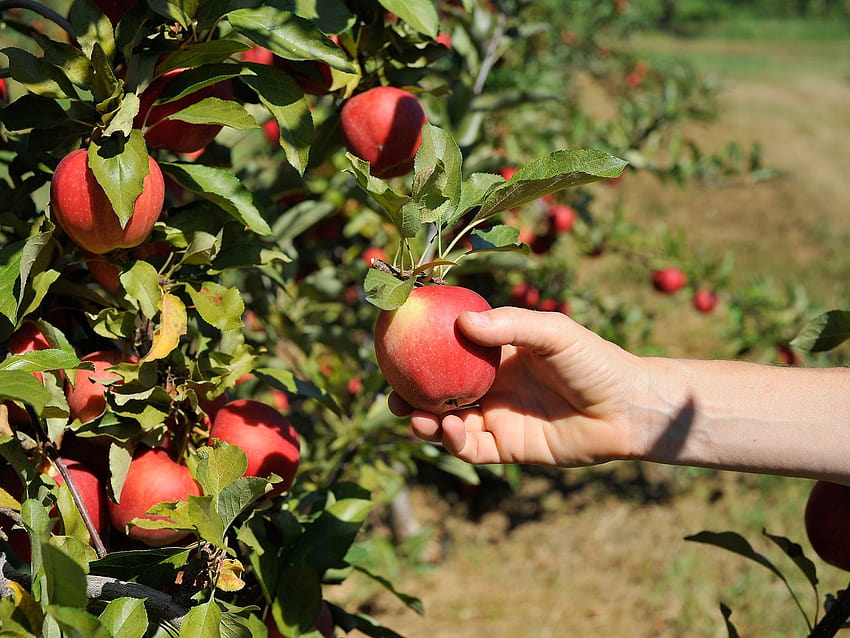La raccolta delle mele è una bizzarra imitazione del duro lavoro, della frutticoltura Sfondo HD