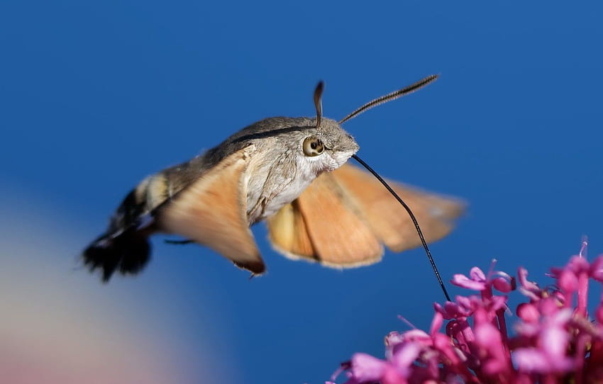 flower, nature, background, Hummingbird Hawk, hawk moths HD wallpaper