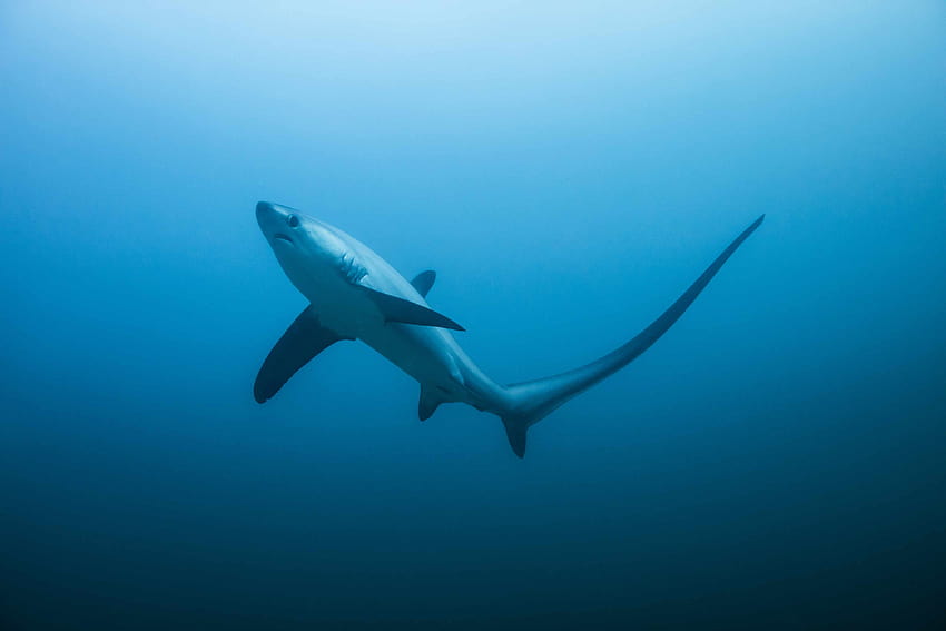 List of Shark Species and Facts, thresher shark HD wallpaper