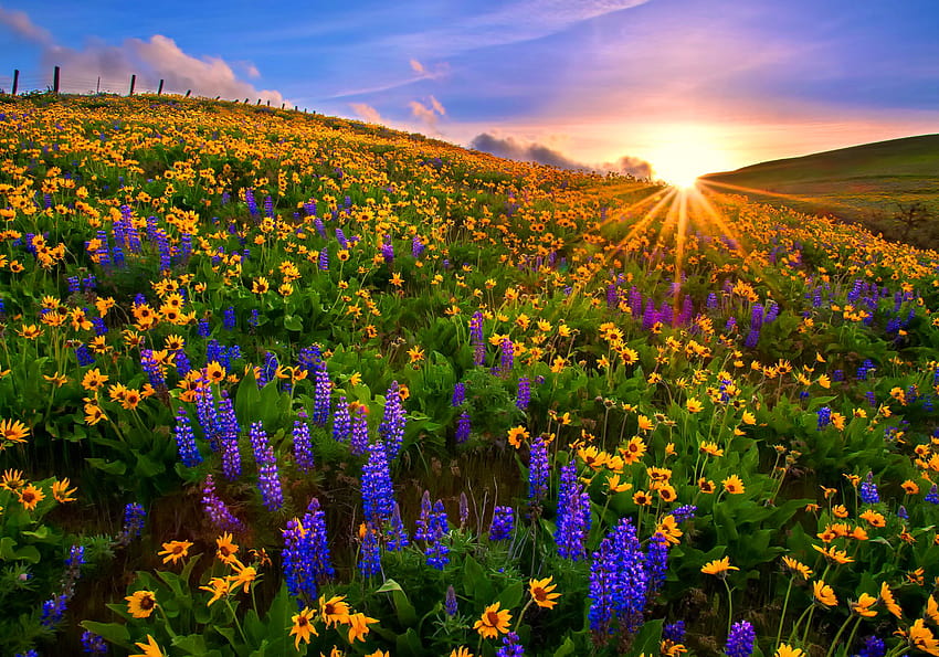 Spring Flower Field and Backgrounds HD wallpaper | Pxfuel