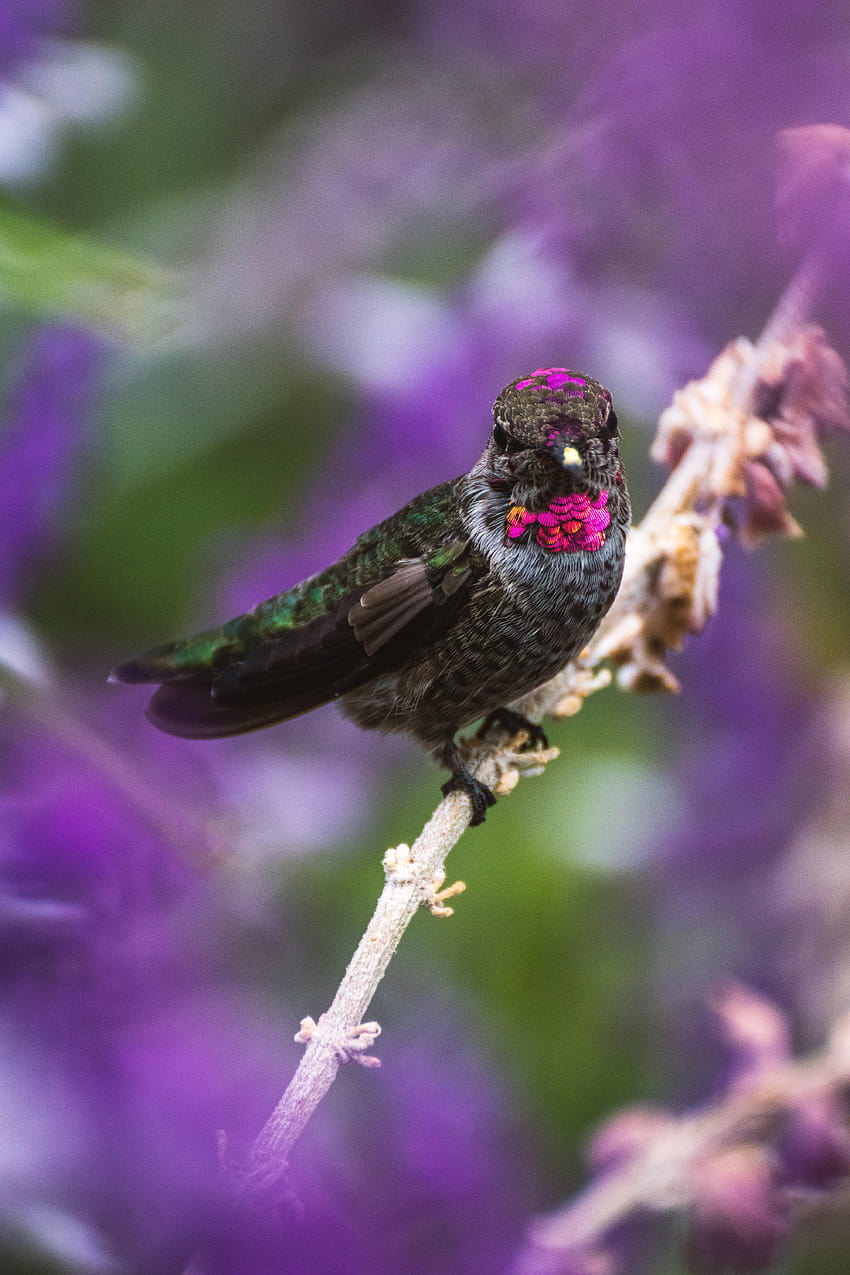 4000x6000 hummingbird, bird, branch, blur, hummingbirds and lilacs HD phone wallpaper
