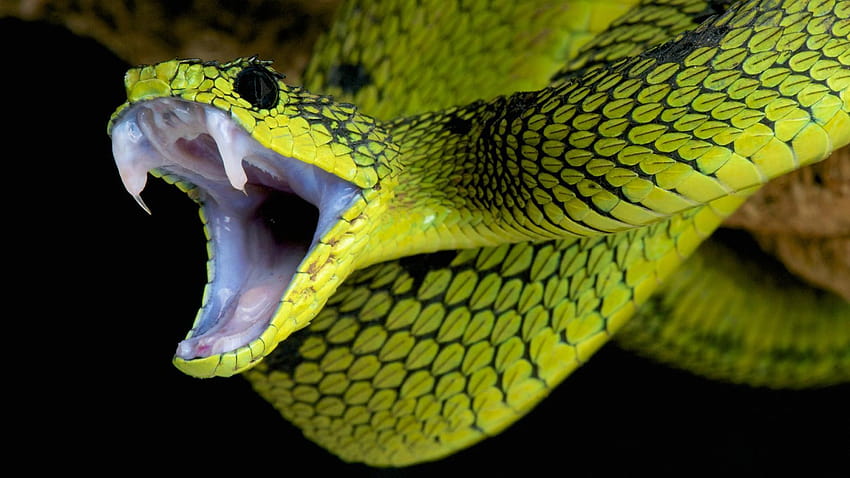 Snake , graphy, HQ Snake, snaks HD wallpaper