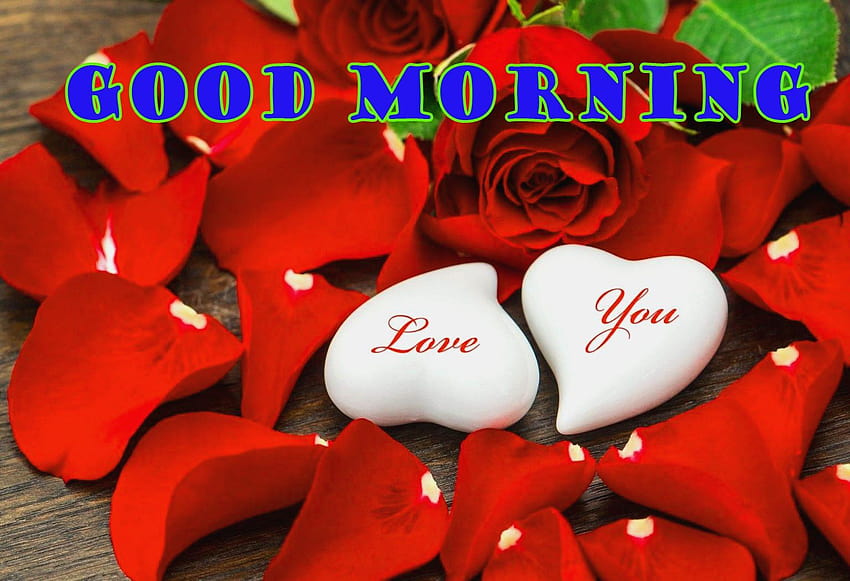 Good Morning Red Rose, good morning scenery HD wallpaper