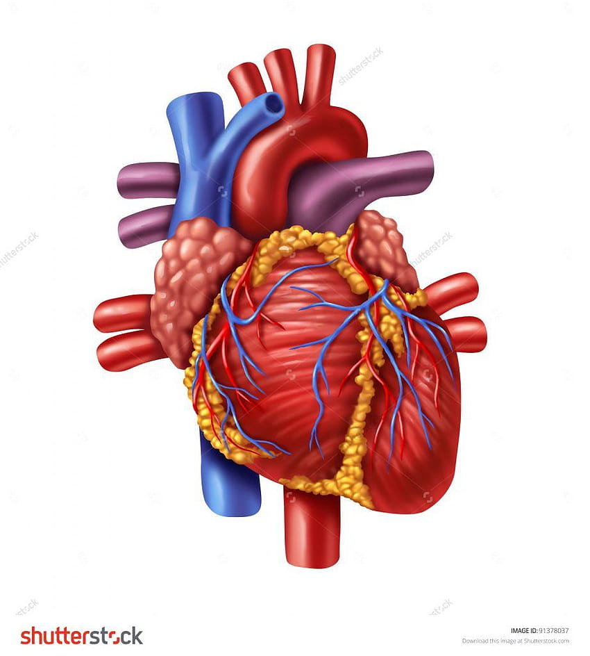 심장 장기 인간의 심장 HD 전화 배경 화면