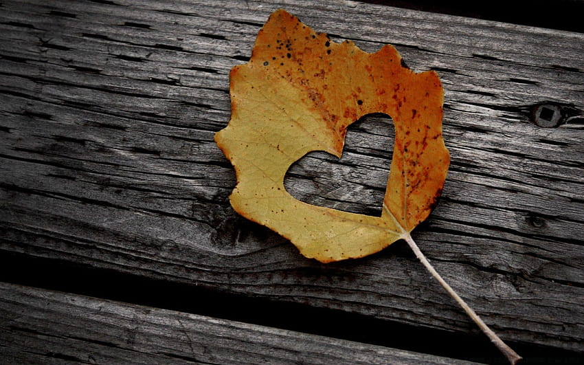 Heart Leaf Autumn, autumn rustic HD wallpaper