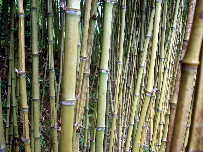 stock of bamboo, forest, nature, sugarcane HD wallpaper