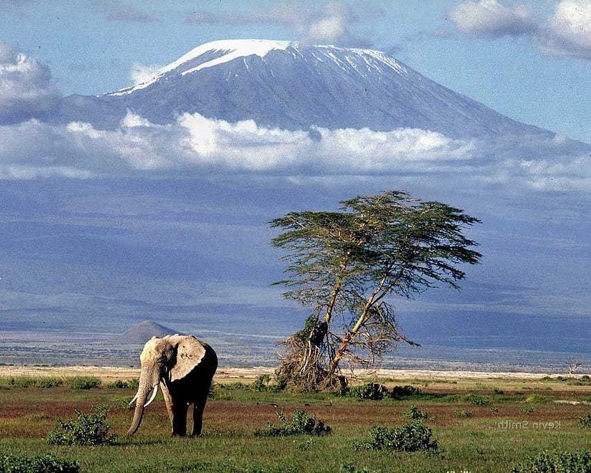 africa mount kilimanjaro elephant animals nature landscape HD wallpaper