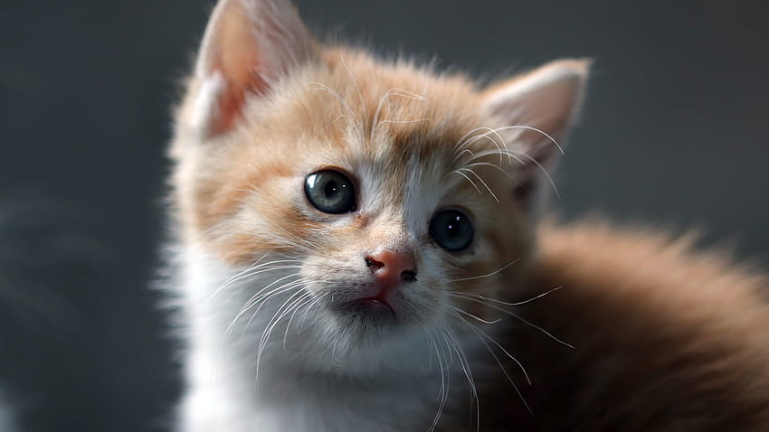 Cat , Kitten, Pet, Domestic Animals, Cute , Portrait, Animals, cute cat summer HD wallpaper